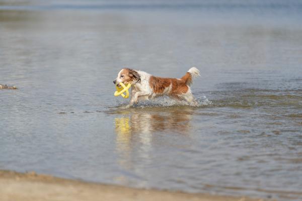 Trixie Aqua Toy Greifer Hundespielzeug